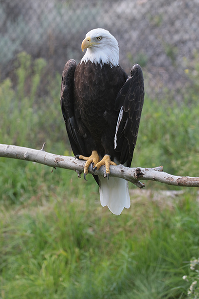 Bold Eagle - Amerikaaanse zeearend